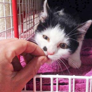 Kätzin Lilo / © 2016 Arche KaNaum (DN)