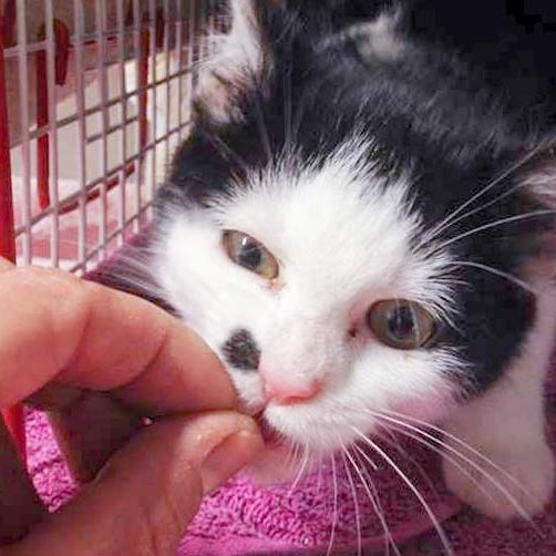 Kätzin Lilo / © 2016 Arche KaNaum (DN)