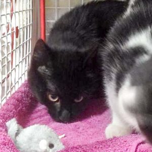 Kater Lutz / © 2016 Arche KaNaum (DN)