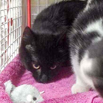 Kater Lutz / © 2016 Arche KaNaum (DN)