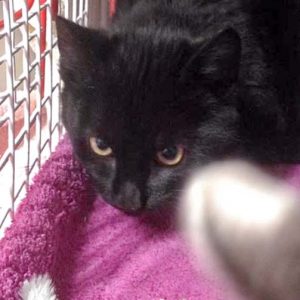 Kater Lutz / © 2016 Arche KaNaum (DN)