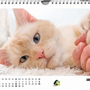 Kalender-Layout 2017 / © 2016 Arche KaNaum (NH)