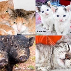 Bilder unserer Schützlinge im Kalender für 2017 / © 2016 Arche KaNaum (NH)