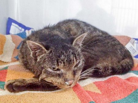 Kater Leo / © 2016 Arche KaNaum (DN)