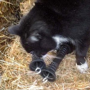 Zaungriffe für Emma - und Kater Happy kontrolliert, ob die Qualität stimmt / © 2016 Arche KaNaum (DN)