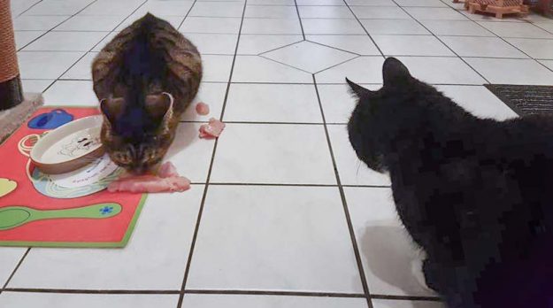 Kätzin Isa (l.) mit Kumpel Tommy im neuen Zuhause / © 21.12.'16 Privat