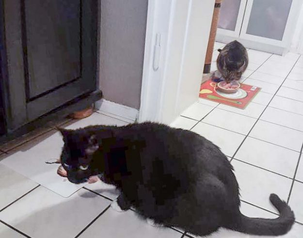 Kätzin Isa (h.) mit Kumpel Tommy im neuen Zuhause / © 21.12.'16 Privat