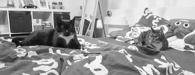 Kätzin Isa (r.) mit Kumpel Tommy im neuen Zuhause / © 21.12.'16 Privat