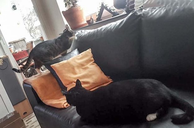 Kätzin Isa (h.) mit Kumpel Tommy im neuen Zuhause / © 21.12.'16 Privat