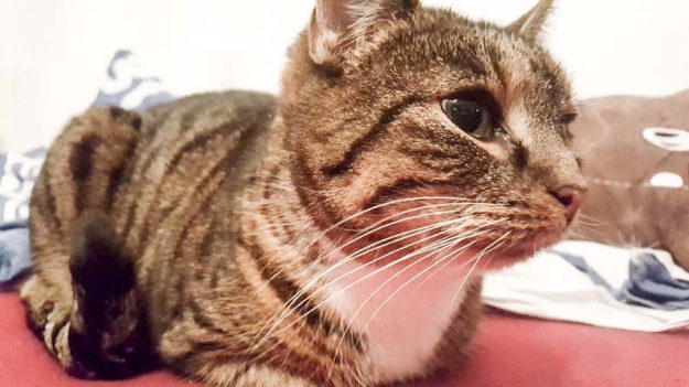 Kätzin Isa im neuen Zuhause / © 21.12.'16 Privat