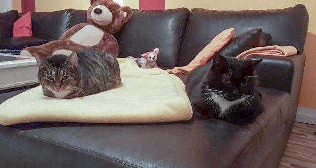 Kätzin Isa (l.) mit Kumpel Tommy im neuen Zuhause / © 21.12.'16 Privat