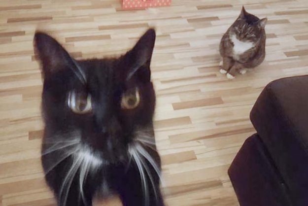 Kätzin Isa (h.) mit Kumpel Tommy im neuen Zuhause / © 21.12.'16 Privat