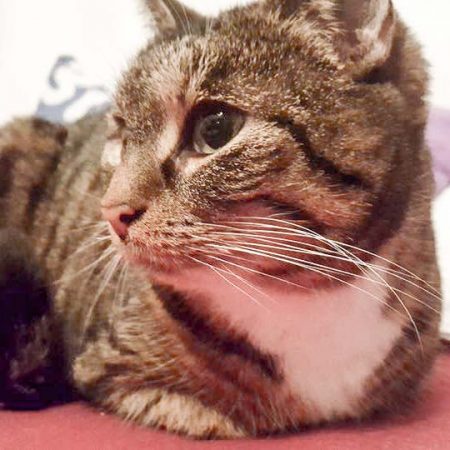 Kätzin Isa im neuen Zuhause / © 21.12.'16 Privat
