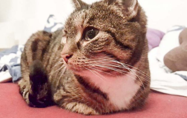 Kätzin Isa im neuen Zuhause / © 21.12.'16 Privat