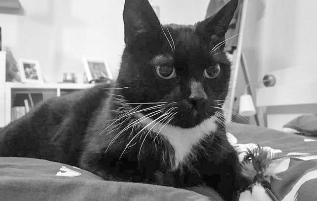 Isas Kumpel Tommy / © 21.12.'16 Privat