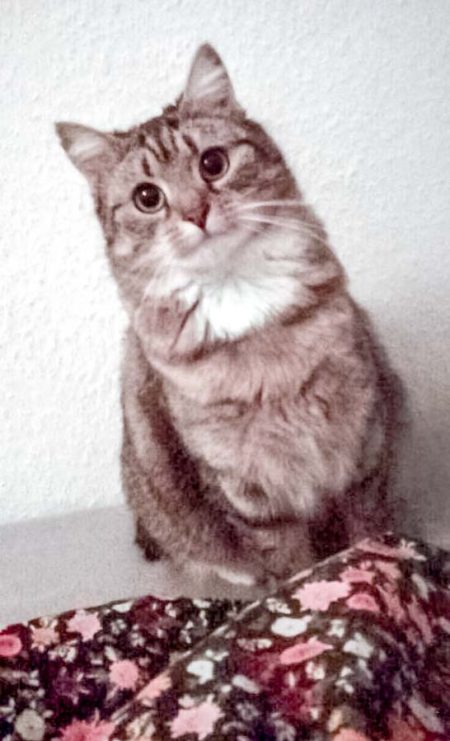 Vermisst: Kätzin Schnickel / © 2016 Privat