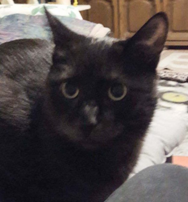 Kater Moritz im neuen Zuhause / © 27.12.'16 Privat