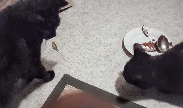 Kater Moritz (r.) mit Kumpel im neuen Zuhause / © 27.12.'16 Privat