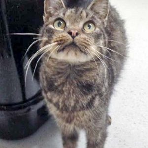 Kater Leo nach einer Woche bei uns / © 2016 Arche KaNaum (DN)