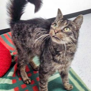 Kater Leo nach einer Woche bei uns / © 2016 Arche KaNaum (DN)