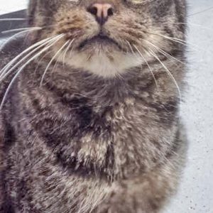 Kater Leo nach einer Woche bei uns / © 2016 Arche KaNaum (DN)