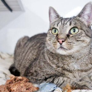 Kätzin Elli / © 2016 Arche KaNaum (JM)