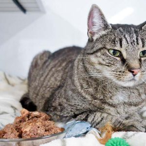 Kätzin Elli / © 2016 Arche KaNaum (JM)