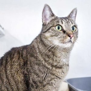 Kätzin Elli / © 2016 Arche KaNaum (JM)