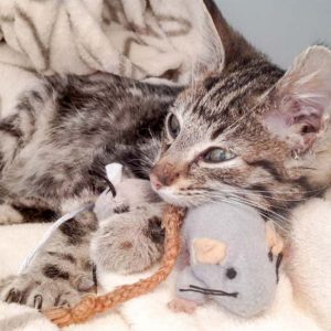 Katerchen Goofy / © 2016 Arche KaNaum (DN)