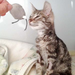 Katerchen Goofy / © 2016 Arche KaNaum (DN)