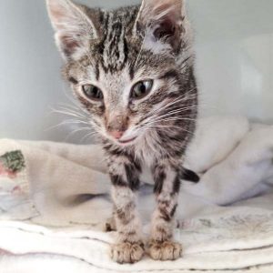 Katerchen Goofy / © 2016 Arche KaNaum (DN)