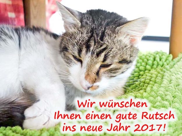 Einen guten Rutsch ins neue Jahr!  / © 2016 Arche KaNaum (JM) Einen guten Rutsch ins neue Jahr! / © 2016 Arche KaNaum (JM)