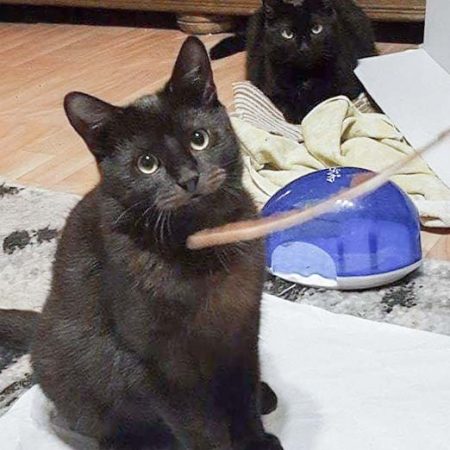 Kater Moritz (v.) mit Kumpel im neuen Zuhause / © 07.01.'17 Privat
