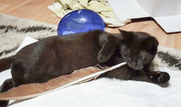 Kater Moritz im neuen Zuhause / © 07.01.'17 Privat