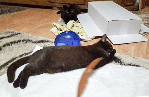 Kater Moritz (v.) mit Kumpel im neuen Zuhause / © 07.01.'17 Privat