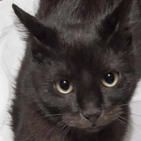 Kater Moritz im neuen Zuhause / © 07.01.'17 Privat