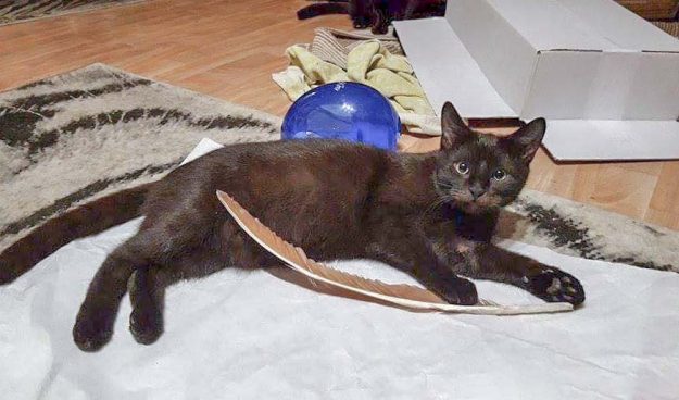 Kater Moritz im neuen Zuhause / © 07.01.'17 Privat