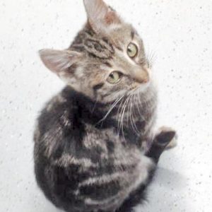 Katerchen Goofy / © 2017 Arche KaNaum (DN)