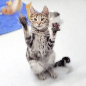 Katerchen Goofy / © 2017 Arche KaNaum (DN)