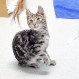 Katerchen Goofy / © 2017 Arche KaNaum (DN)