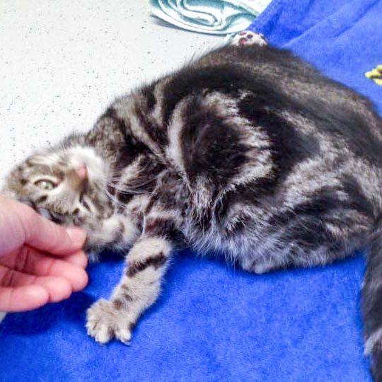 Katerchen Goofy  / © 2017 Arche KaNaum (DN) Katerchen Goofy / © 2017 Arche KaNaum (DN)