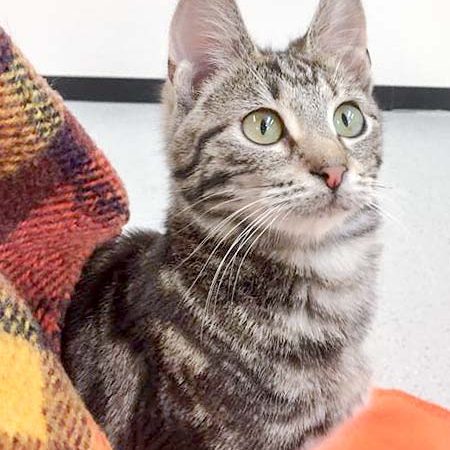 Kater Goofy  / © 2017 Arche KaNaum (DN) Kater Goofy / © 2017 Arche KaNaum (DN)