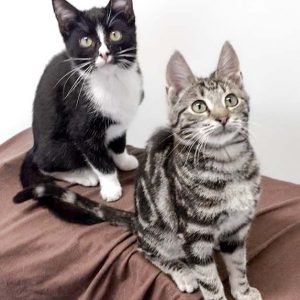 Katerchen Goofy (v.) und Nino / © 2017 Arche KaNaum (DN)