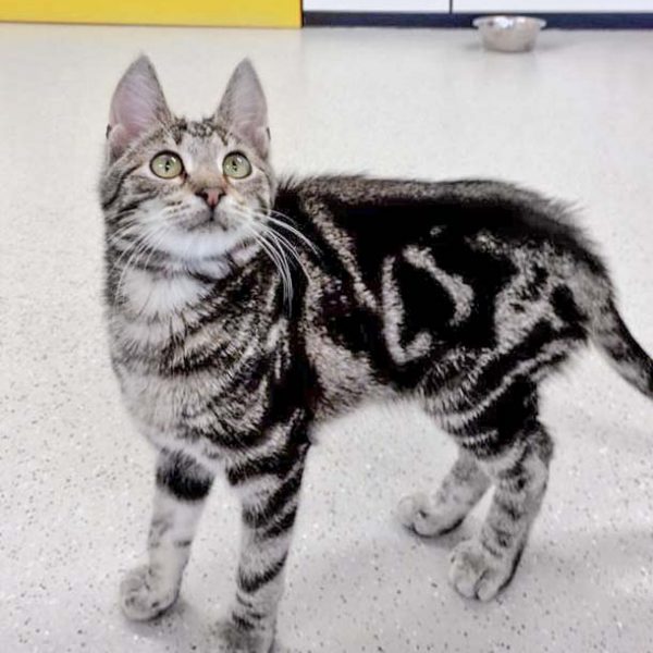 Kater Goofy  / © 2017 Arche KaNaum (DN) Kater Goofy / © 2017 Arche KaNaum (DN)