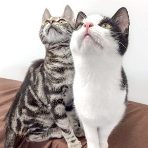 Katerchen Goofy (l.) und Nemo / © 2017 Arche KaNaum (DN)