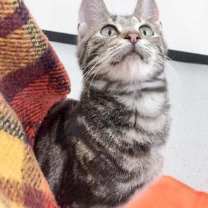 Kater Goofy / © 2017 Arche KaNaum (DN)