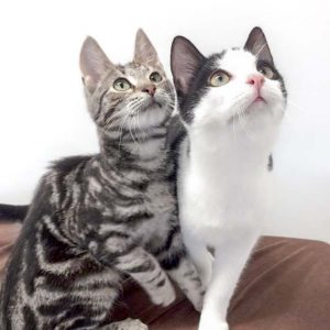 Katerchen Goofy (l.) und Nemo / © 2017 Arche KaNaum (DN)