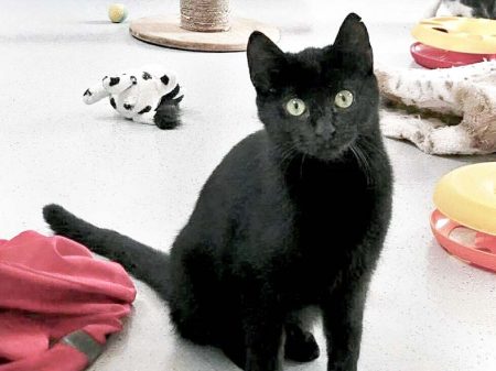 Kater Lutz / © 2017 Arche KaNaum (OS)