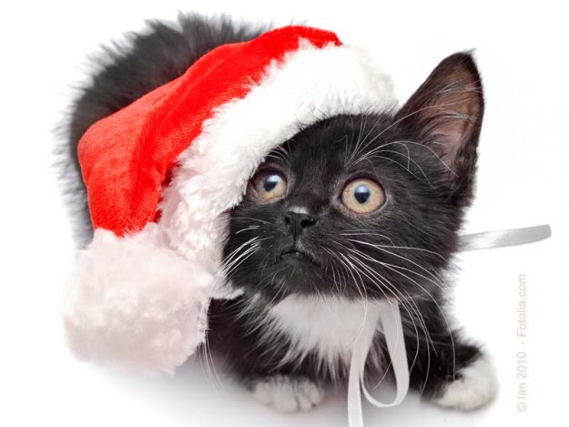 Kätzchen mit Weihnachtsmütze / © Ian 2010 - Fotolia.com