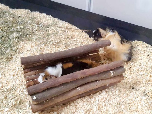 Meerli Rosalie mit Kumpel im neuen Zuhause / © 01.06.'16 Privat